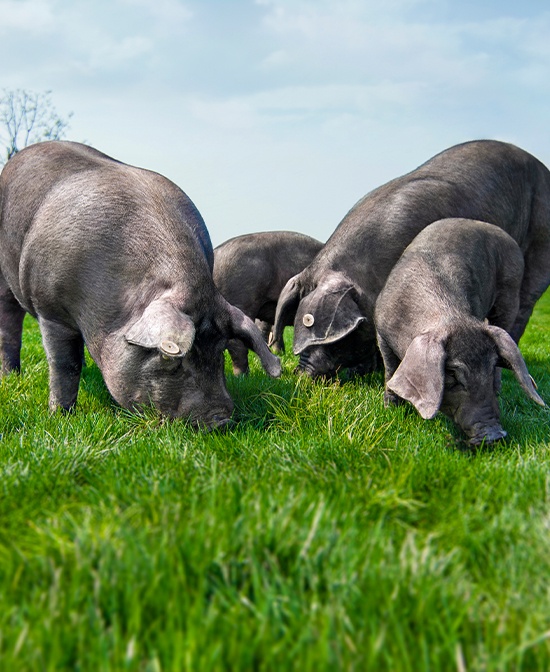 綠色農(nóng)業(yè)